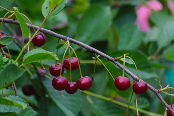 branch with red ripe cherry