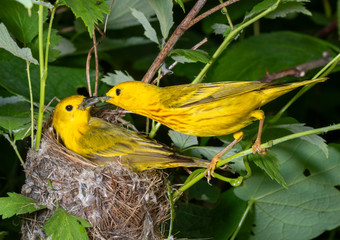 Yellow warbler (Setophaga petechia) male feeding female at the nest, Iowa, USA.