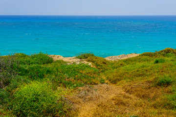  flowers and plants of cyprus