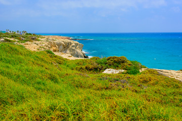  flowers and plants of cyprus
