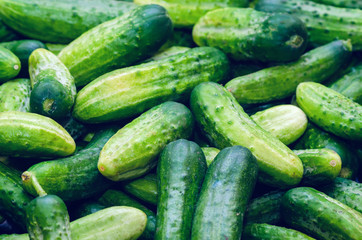 Fresh organic vegetables, green cucumbers, texture background