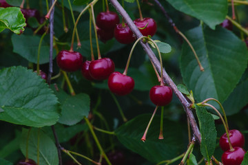 branch with red ripe cherry