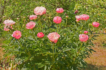 Decorative peony bush coral color in the garden - Paeonу Pink Hawaiian Coral. Flower of coral shades with creamy yellow stamens in the center.