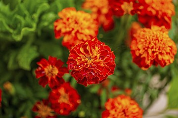 Close up view of gorgeous   flowers. Beautiful colorful nature backgrounds.