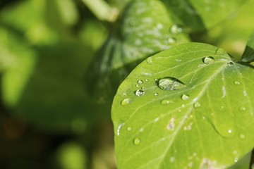 Gorgeous close up macro view of green leaf with raindrops. Beautiful green nature backgrounds.