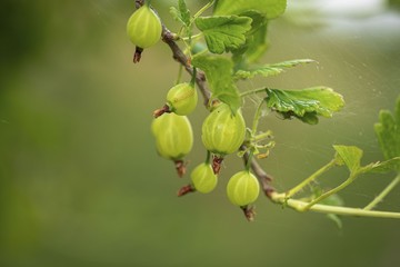 Beautiful close up view of green gooseberry isolated. Beautiful green backgrounds.