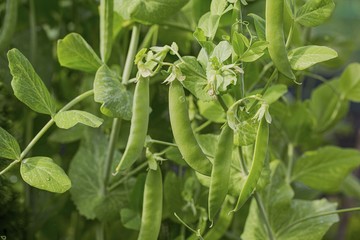 Close up view of green peas isolated. Beautiful nature backgrounds.