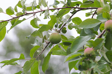 branch with green unripe apples