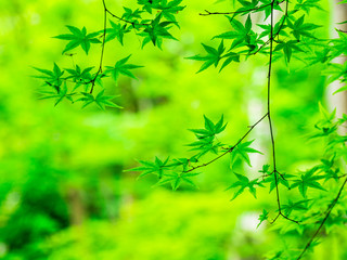 春の京都　嵯峨野の青もみじ