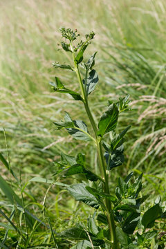 Gefl&uuml;gelte Braumwurz - Scrophularia umbrosa