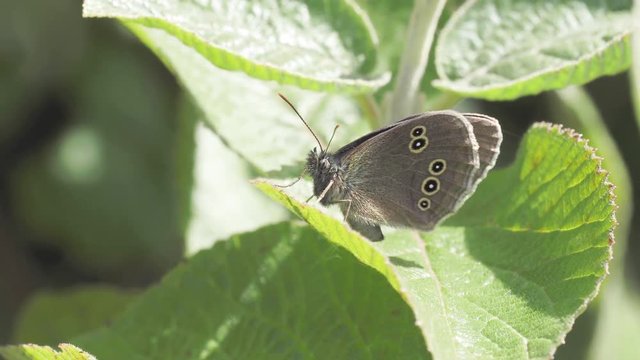 Ringlet Butterfly ( Aphantopus hyperantus ) perched on a leaf