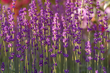 Lavendel im Licht
