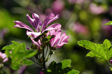 Wilde Malve, Rosspappel (Malva sylvestris) - rosa Blüten