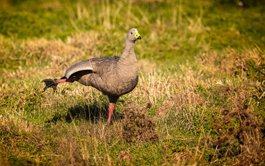 Wild goose standing on one foot in a field on Phillip Island