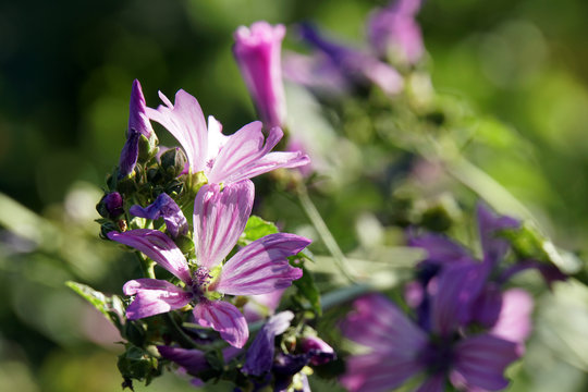 Wilde Malve, Rosspappel (Malva sylvestris) - rosa Bl&uuml;ten