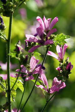 Wilde Malve, Rosspappel (Malva sylvestris) - rosa Bl&uuml;ten
