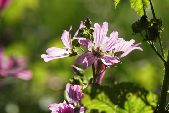 Wilde Malve, Rosspappel (Malva sylvestris) - rosa Bl&uuml;ten