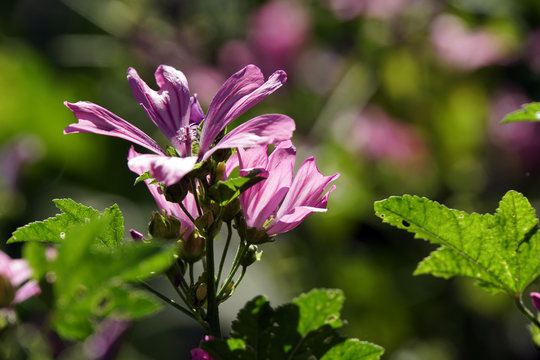 Wilde Malve, Rosspappel (Malva sylvestris) - rosa Bl&uuml;ten