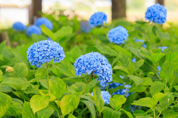 紫色のたくさんのあじさい