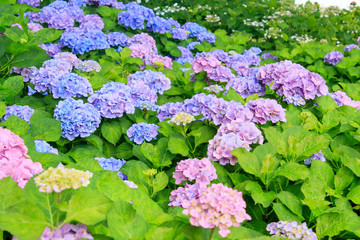 紫色のたくさんのあじさい