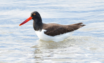 Close up view of a American oystercatcher (Haematopus palliatus) in the water