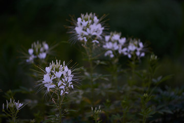White flower - dark background