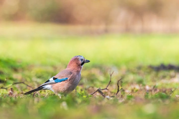 Eurasian jay Garrulus glandarius perched in a meadow
