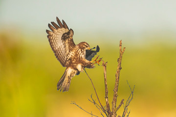 Common buzzard, Buteo buteo bird of prey , in flight, touching down and hunting