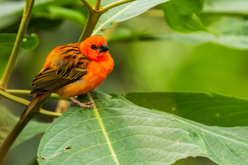 Madagascar red fody Foudia madagascariensis bird in a forest