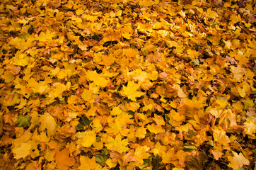 Autumn. Yellow red maple leaves