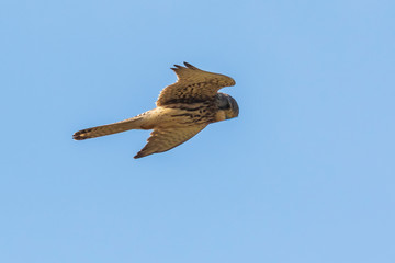 Kestrel falco tinnunculus closeup