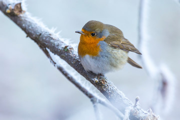 European robin bird Erithacus rubecula in Winter snow