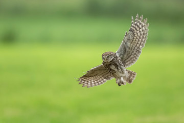 Little owl, Athene noctua, bird of prey in flight