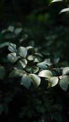 Leaves in the garden