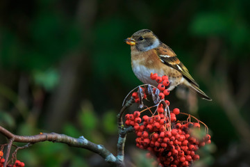 Brambling bird, Fringilla montifringilla, in winter plumage feeding berries