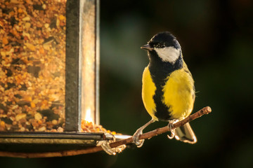 Parus major Great tit bird eating of a birdfeeder