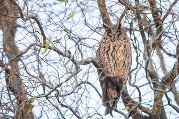 Long eared owl (Asio otus) bird of prey perched in a tree