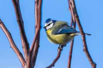 Eurasian blue tit bird Cyanistes caeruleus on a clear blue sky background