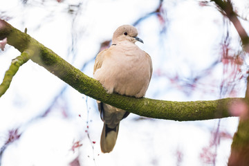 Eurasian collared dove Streptopelia decaocto nesting in a tree
