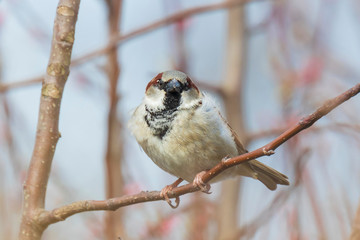 House Sparrow bird (passer domesticus) foraging in a hedge