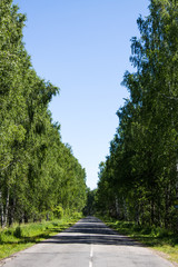 Fototapeta na wymiar The road in the forest clear year-old day