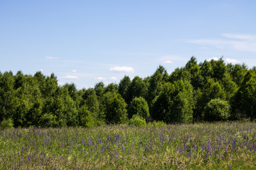 Beautiful summer landscape field with green grass and trees against clear blue sky