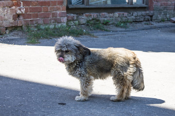 Little shaggy cute dog on the street