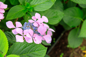 ガーデンに咲くピンク色のあじさい