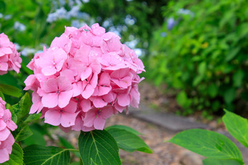 ガーデンに咲くピンク色のあじさい