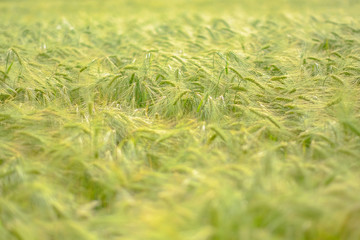 Green spikes in cultivated agricultural field. Early farming stage. Agriculture concept. Space for text.