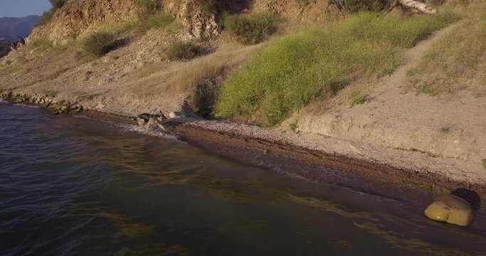 german shepherd swimming in the water of Cachuma Lake, reservoir in the Santa Ynez Valley of central Santa Barbara County, California, USA, drone orbiting shot