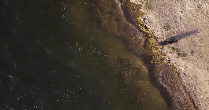 aerial drone shot of german shepherd getting out of the water of Lake Cachuma, reservoir in the Santa Ynez Valley of central Santa Barbara County, California, USA