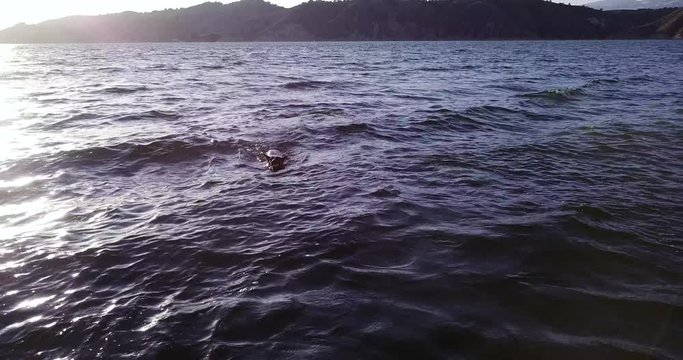 aerial drone dolly in shot of german shepherd swimming in the water of Lake Cachuma, reservoir in the Santa Ynez Valley of central Santa Barbara County, California, USA