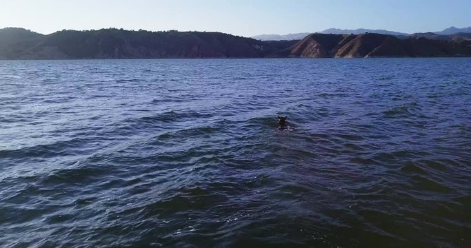 aerial drone  shot of german shepherd swimming in the water of Lake Cachuma, reservoir in the Santa Ynez Valley of central Santa Barbara County, California, USA